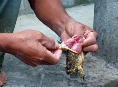 Thịt cóc nguy hiểm, nói mãi vẫn… mới ảnh 1