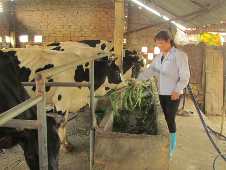 Chăm béo bò sữa để lấy… thịt ảnh 2