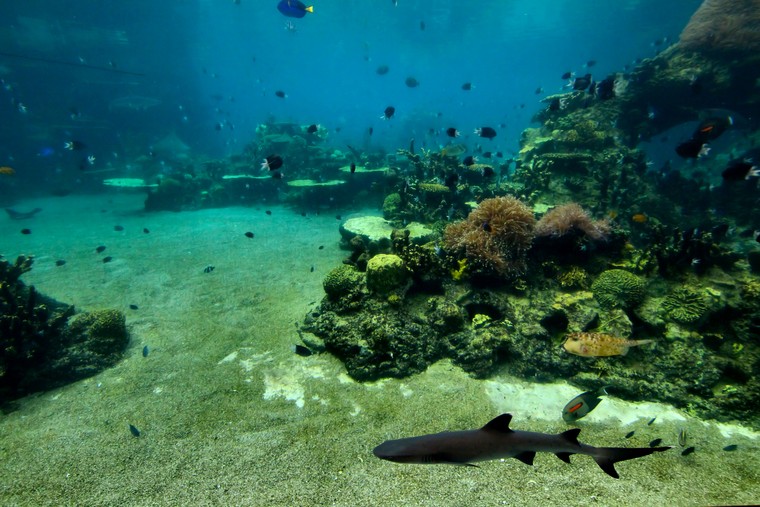 Vịnh Cá mập ảnh 2