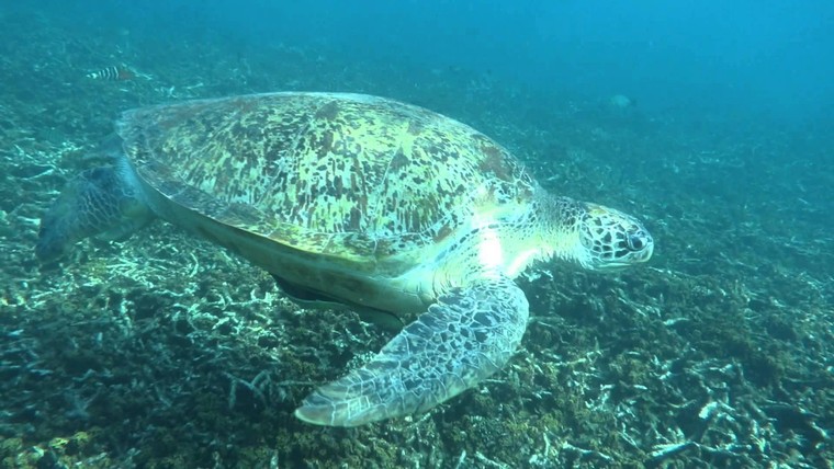 Vịnh Cá mập ảnh 3