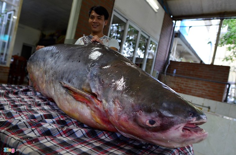Cá tra dầu 'bay' 1.500km về Thủ đô, giá 1 triệu đồng mỗi kilogam ảnh 1
