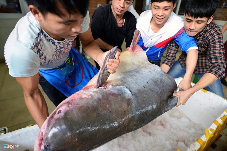 Cá tra dầu 'bay' 1.500km về Thủ đô, giá 1 triệu đồng mỗi kilogam ảnh 8