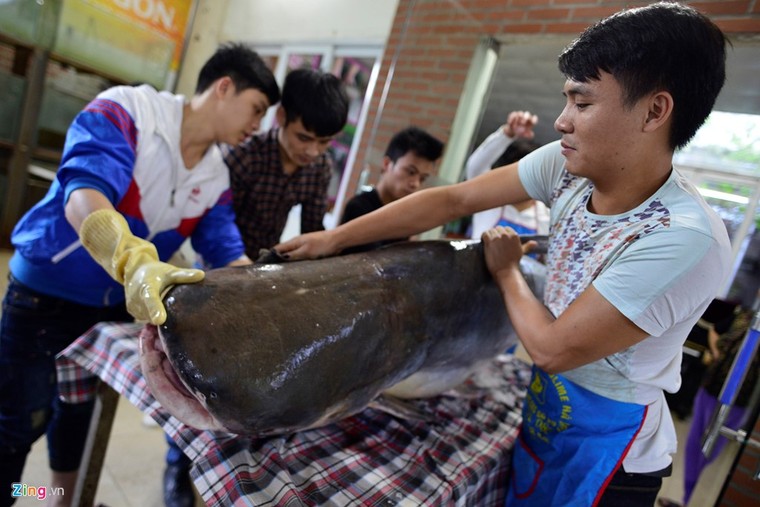Cá tra dầu 'bay' 1.500km về Thủ đô, giá 1 triệu đồng mỗi kilogam ảnh 2