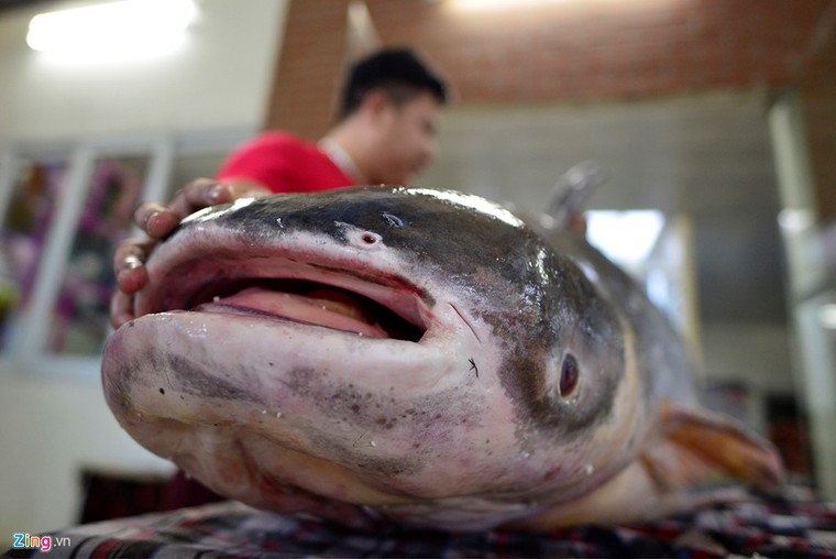 Cá tra dầu 'bay' 1.500km về Thủ đô, giá 1 triệu đồng mỗi kilogam ảnh 3