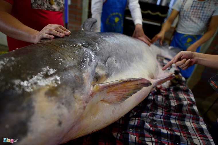 Cá tra dầu 'bay' 1.500km về Thủ đô, giá 1 triệu đồng mỗi kilogam ảnh 4