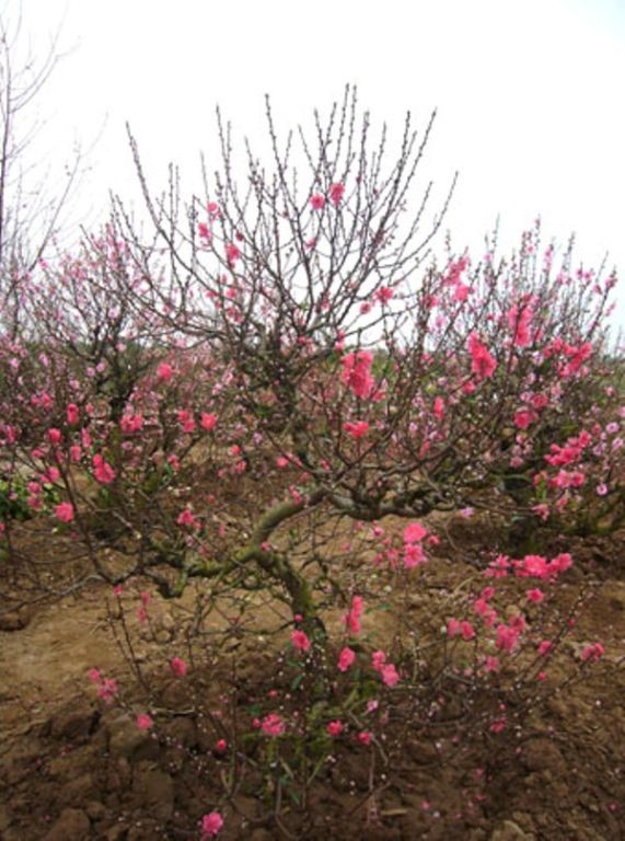 Cách chọn đào, quất mang đến bình an, may mắn ngày Tết ảnh 2