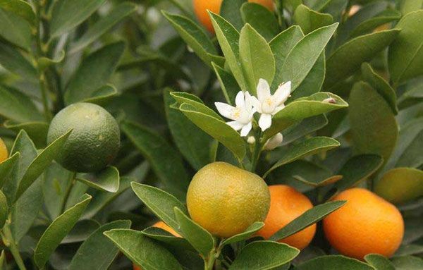 Cách chọn đào, quất mang đến bình an, may mắn ngày Tết ảnh 3