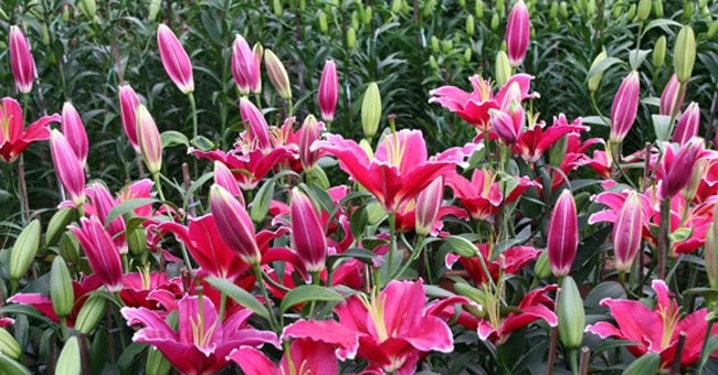 Hoa ly nở sớm, dự báo Tết sẽ khan hàng, giá cao ảnh 1