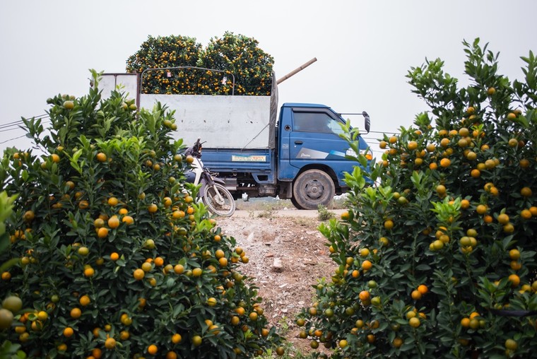 Tết về trên vườn cây cảnh Thành Nam ảnh 10