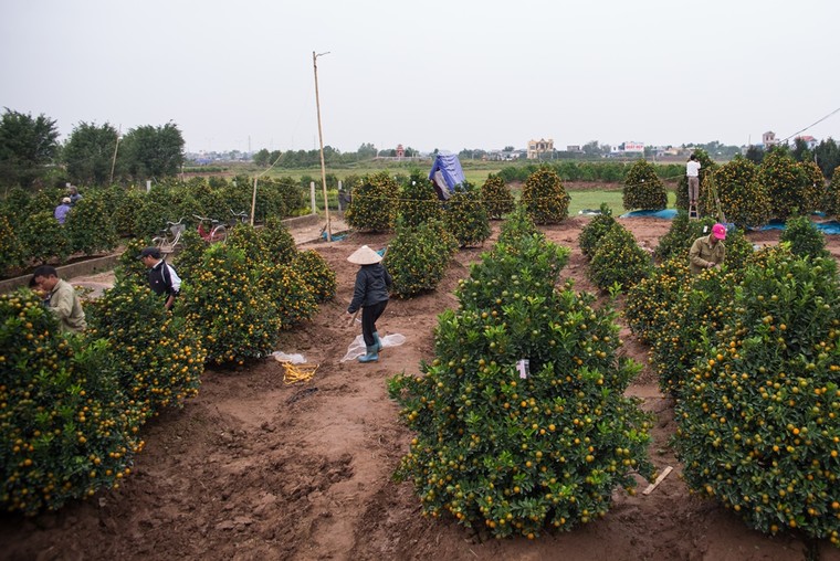 Tết về trên vườn cây cảnh Thành Nam ảnh 1