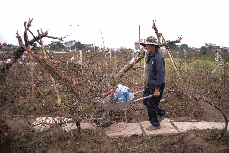 Tết về trên vườn cây cảnh Thành Nam ảnh 3