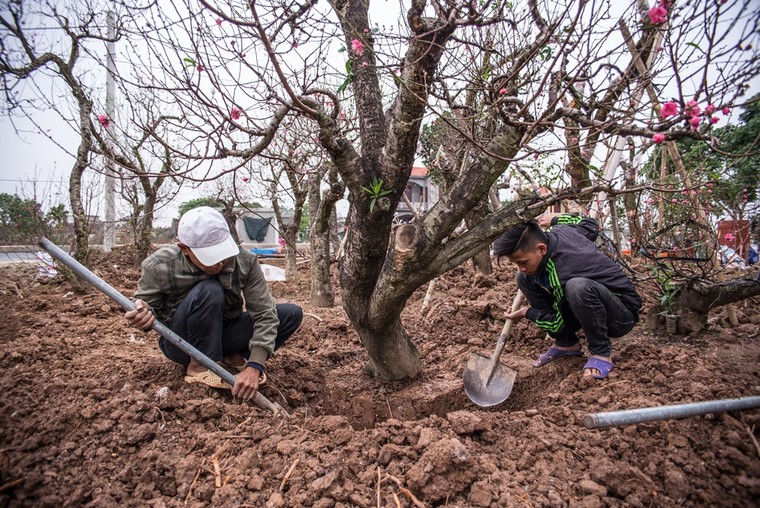Tết về trên vườn cây cảnh Thành Nam ảnh 4