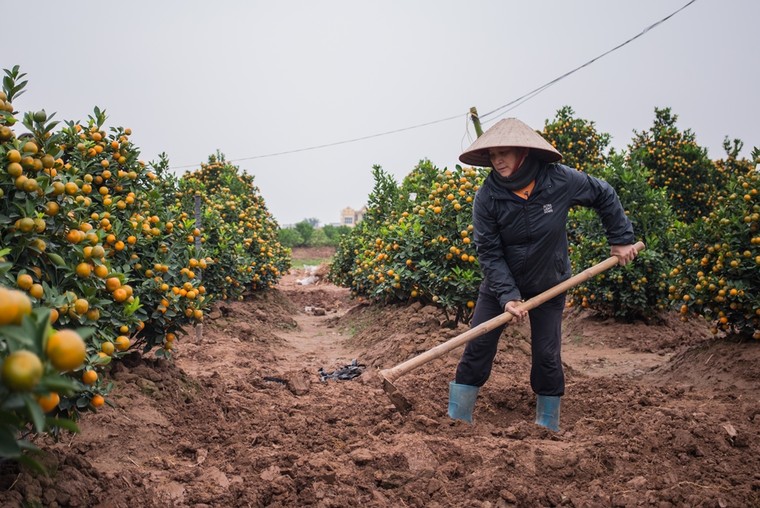 Tết về trên vườn cây cảnh Thành Nam ảnh 7