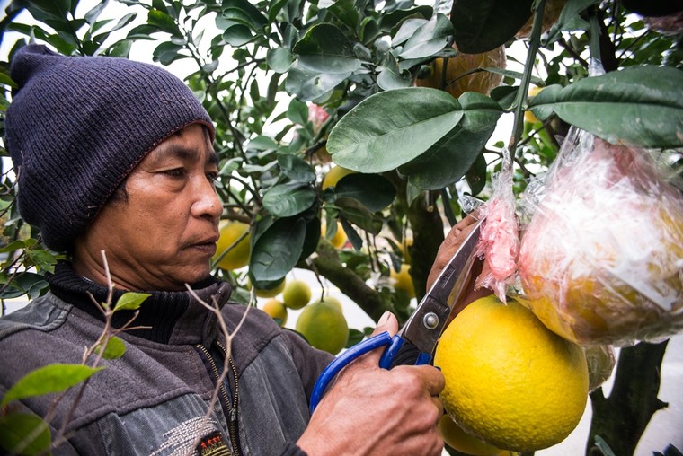 Tết về trên vườn cây cảnh Thành Nam ảnh 8