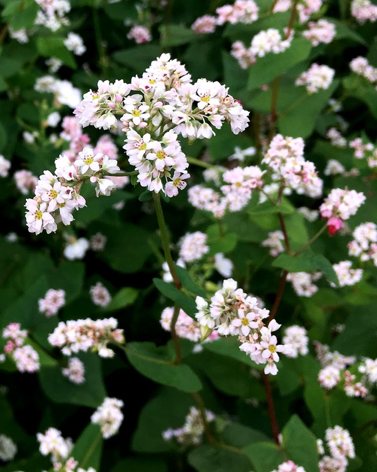 Đồi hoa tam giác mạch giữa lòng Hà Nội “đốn tim’ du khách ảnh 1