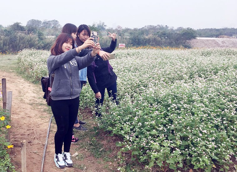 Đồi hoa tam giác mạch giữa lòng Hà Nội “đốn tim’ du khách ảnh 4