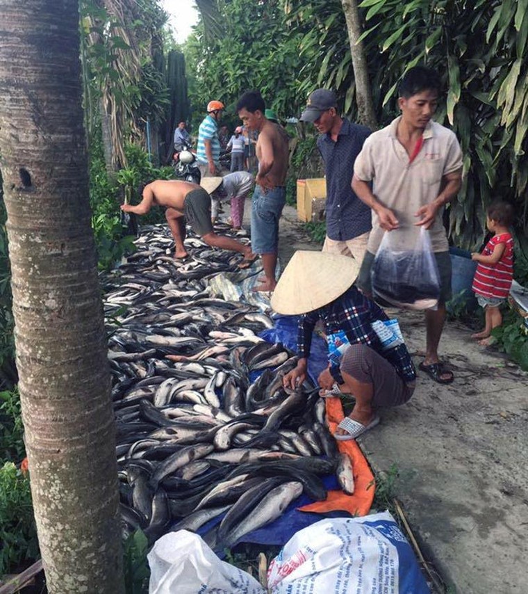 Cá lóc của người dân chết hàng loạt nghi do bị đầu độc ảnh 1