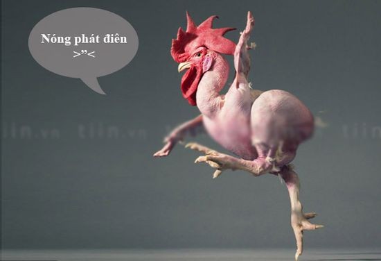 Cười chảy nước mắt với ảnh chế ngày nóng kỷ lục ảnh 4