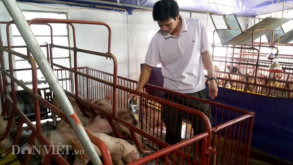 Lợn giống giảm còn 100.000đ/con, dân giết thịt nuôi chó, mèo ảnh 1