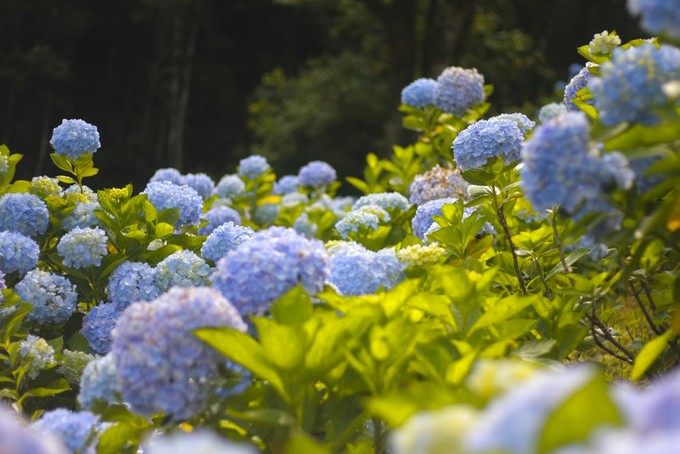 Vườn hoa cẩm tú cầu cách Hà Nội hơn 200km ảnh 3