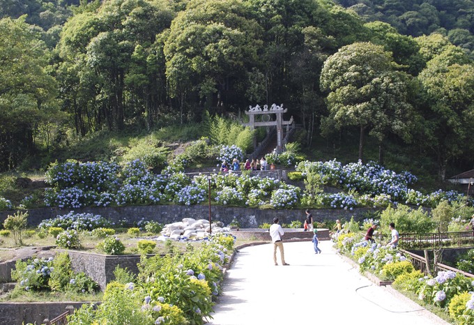 Vườn hoa cẩm tú cầu cách Hà Nội hơn 200km ảnh 1