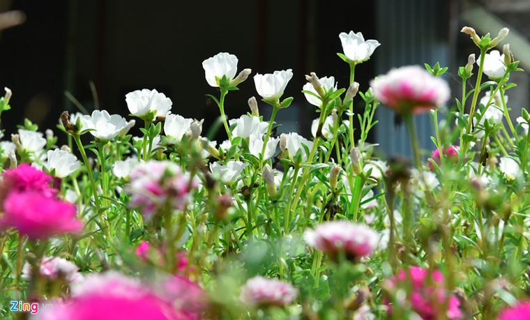 Ngắm đường hoa mười giờ độc đáo nhất Hà Nội ảnh 1