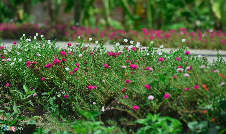 Ngắm đường hoa mười giờ độc đáo nhất Hà Nội ảnh 2