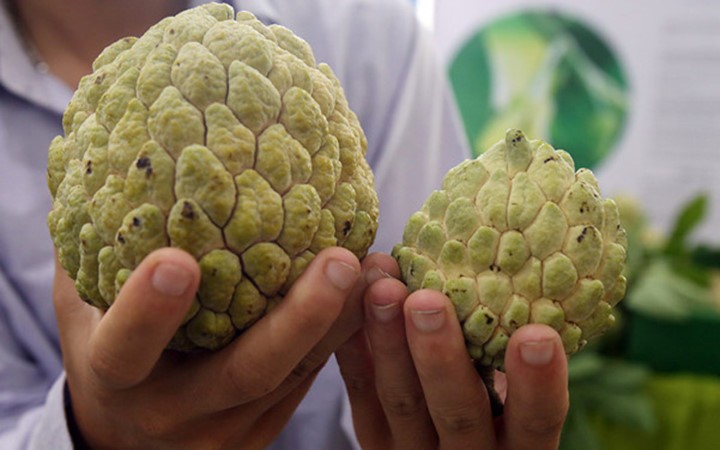 Na “khủng” Lạng Sơn giá đắt vẫn hút khách ảnh 4