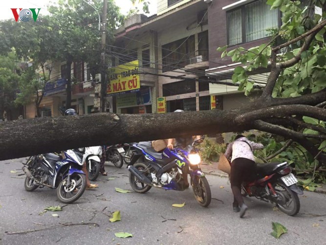 TP Lào Cai: Cây đổ ngổn ngang vì giông lốc dữ dội ảnh 3