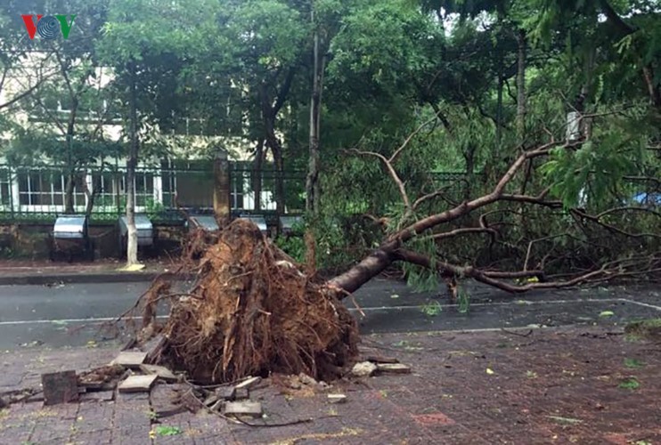 TP Lào Cai: Cây đổ ngổn ngang vì giông lốc dữ dội ảnh 2