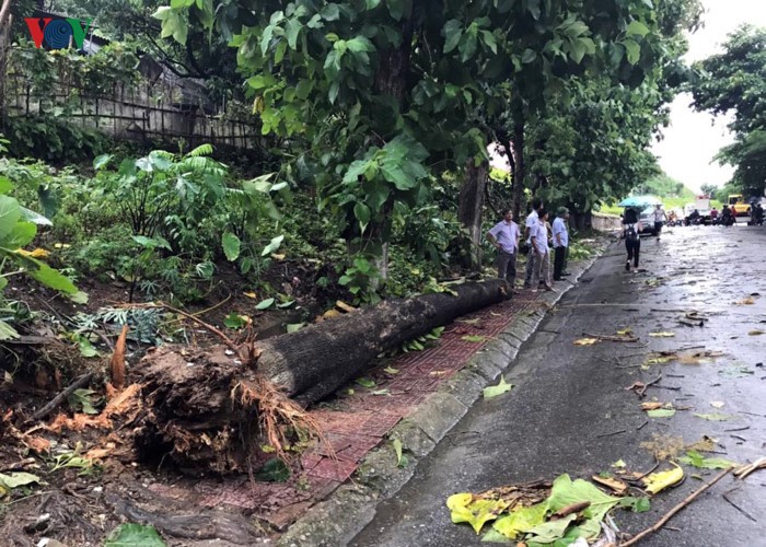 TP Lào Cai: Cây đổ ngổn ngang vì giông lốc dữ dội ảnh 4