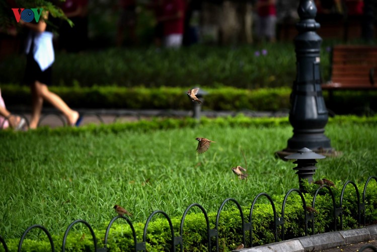 Hồ Gươm quyến rũ trong hương sắc mùa thu ảnh 2