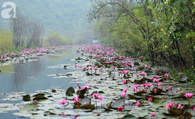 Tháng 10 về suối Yến ngắm hoa súng nhuộm tím không gian ảnh 3