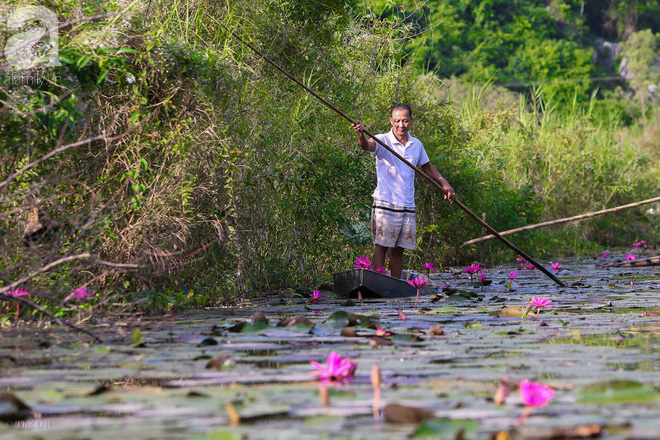 Tháng 10 về suối Yến ngắm hoa súng nhuộm tím không gian ảnh 5