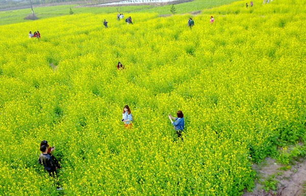 Hoa cải rực rỡ trong tiết mùa đông ảnh 1