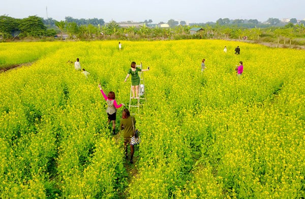 Hoa cải rực rỡ trong tiết mùa đông ảnh 3