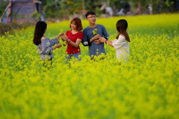 Hoa cải rực rỡ trong tiết mùa đông ảnh 4