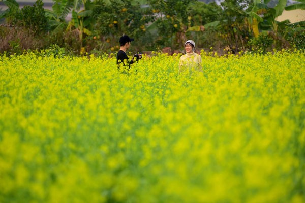 Hoa cải rực rỡ trong tiết mùa đông ảnh 5