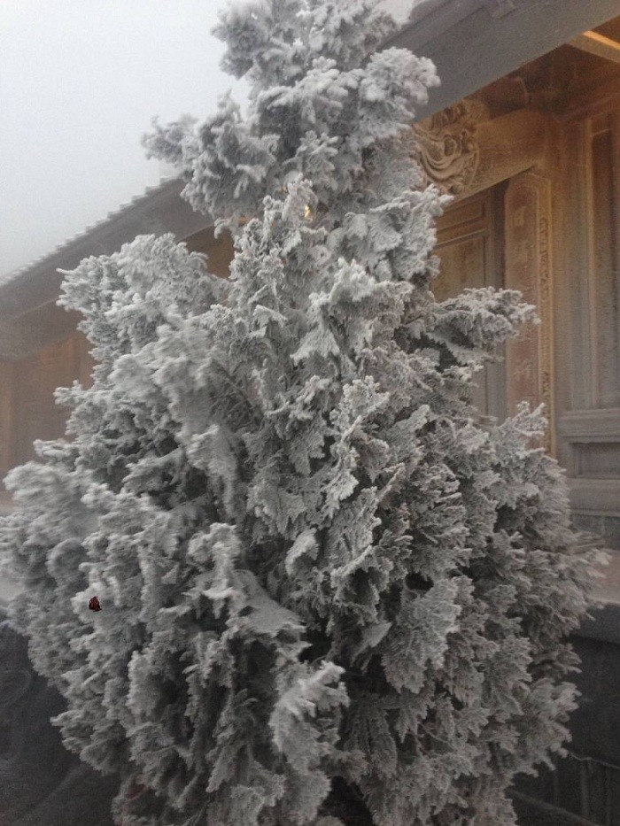 Đỉnh Fansipan Sa Pa trắng xóa trong băng tuyết ảnh 3