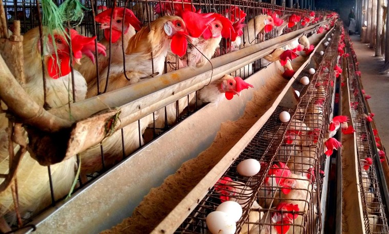 Thực phẩm nhiễm kháng sinh – mối nguy hiểm chết người ảnh 4