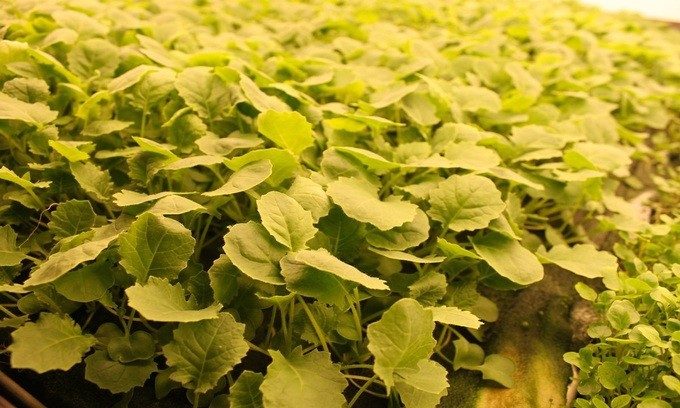 Bí ẩn bên trong trang trại rau sạch thẳng đứng lớn nhất thế giới ảnh 10