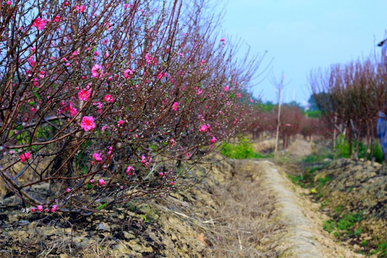 Người trồng đào hồi hộp ngóng rét để hoa bung nở đúng Tết ảnh 2