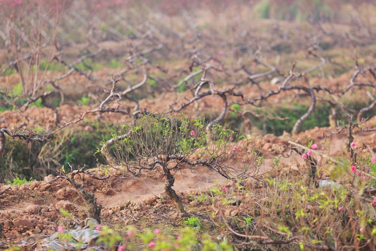 Người trồng đào hồi hộp ngóng rét để hoa bung nở đúng Tết ảnh 1