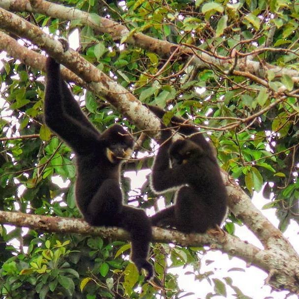 Khám phá đầm lầy nhiều cá sấu nhất Đông Nam Bộ ảnh 3