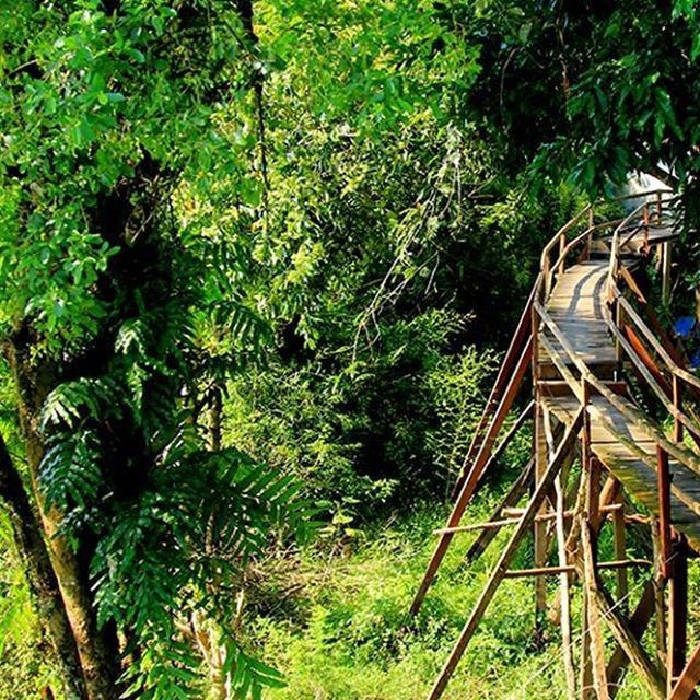 Khám phá đầm lầy nhiều cá sấu nhất Đông Nam Bộ ảnh 4