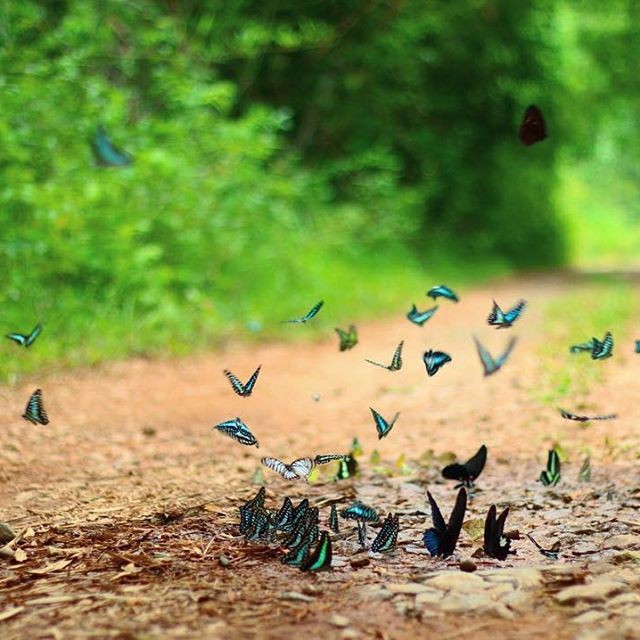 Khám phá đầm lầy nhiều cá sấu nhất Đông Nam Bộ ảnh 2