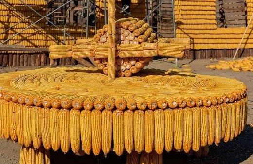 Ngôi nhà 48m2 đẹp như dát vàng xây từ 20 ngàn bắp ngô ảnh 3