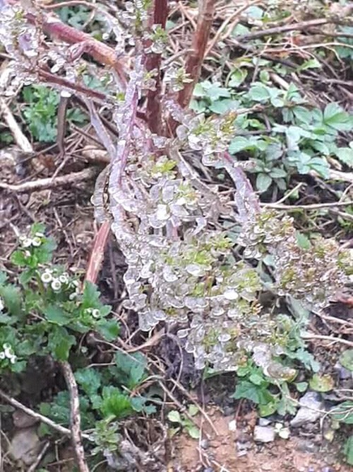 Mèo Vạc có băng giá, Mẫu Sơn rét - 0,3 độ C ảnh 1