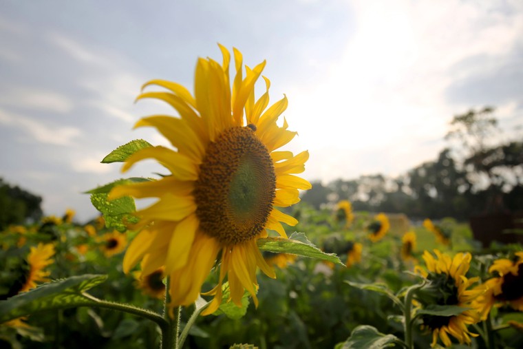 Vườn hoa hướng dương khoe sắc giữa Hoàng thành Thăng Long ảnh 2