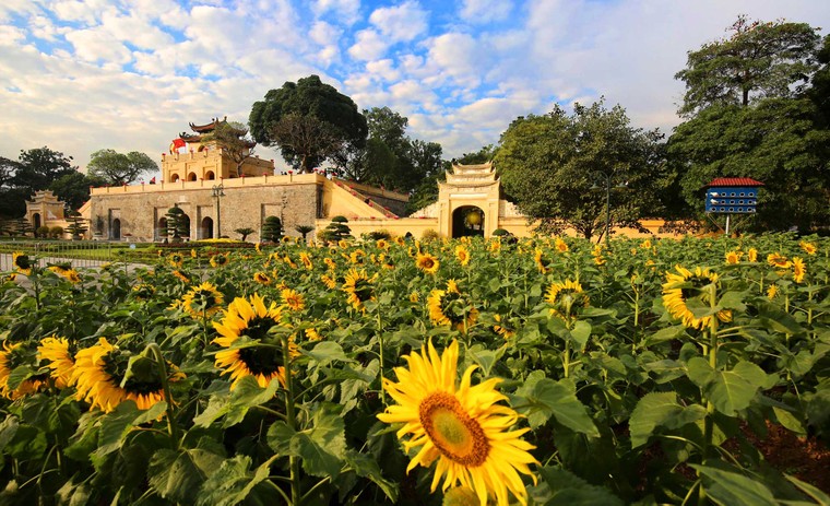 Vườn hoa hướng dương khoe sắc giữa Hoàng thành Thăng Long ảnh 3